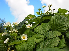 鮮花,花園,草莓