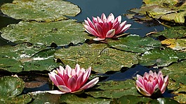 睡蓮,性質(zhì),粉紅色