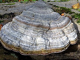 蘑菇,樹(shù)菌,性質(zhì)
