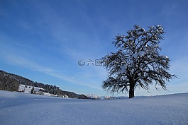 冬天,雪,白