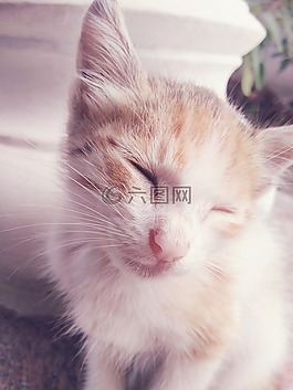 貓,寵物,動物