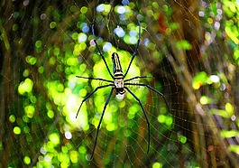 蜘蛛,蜘蛛 web,蜘蛛網(wǎng)