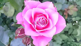 玫瑰,花卉,粉色