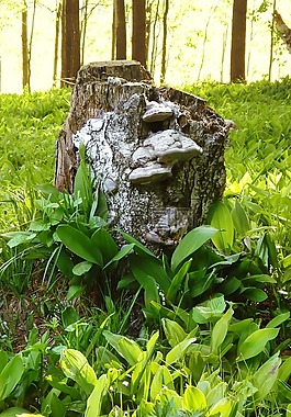 森林,伍茲,鈴蘭