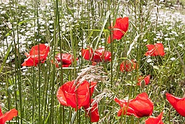 klatschmohn,春花,花
