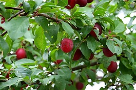野梅,水果,美味