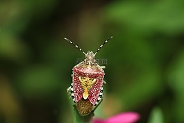 昆虫,没有一个人,性质