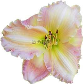 黃花菜,花,粉紅色