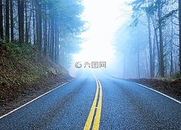 路,有霧,森林