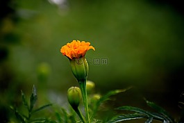 自然,花,植物區(qū)系