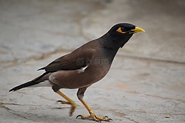 鳥,野生動物,動物