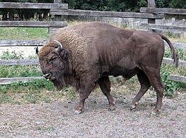 zubor,zubria公園,動物