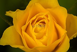 玫瑰,黃玫瑰,花