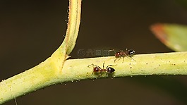昆蟲,性質(zhì),bespozvonochnoe