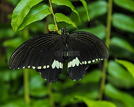 黑色的蝴蝶,昆蟲(chóng),花