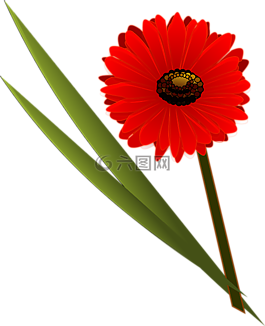 花,開花,紅色