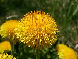 花,尼姑,宏