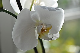 鮮花,蘭花,開花