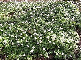 raakmoor,鲜花,白