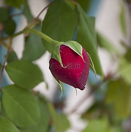 玫瑰,花的,自然