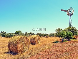 農(nóng)場,樹,農(nóng)村