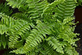 植物,蕨類(lèi)植物,植被