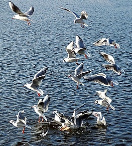 海鷗,鳥(niǎo),海