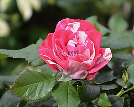 花,鮮花,粉色