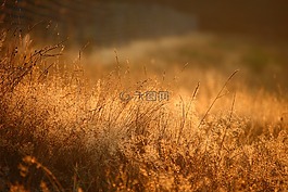 草,廠,太陽