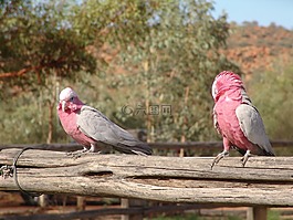 galah,鳥,澳大利亞