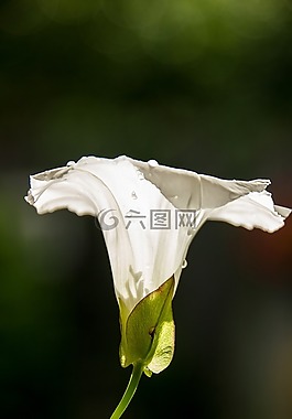 花卉,旋花,光
