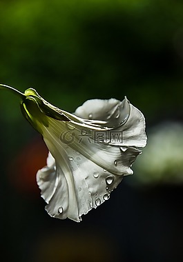 花卉,雜草,旋花