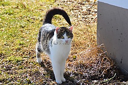 猫,mieze,尾