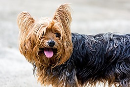 约克夏犬,狗,小狗