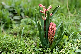 風(fēng)信子,花卉,紅色