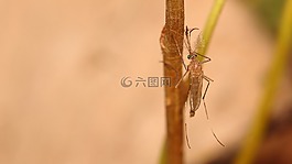 昆蟲,性質(zhì),生活的本質(zhì)