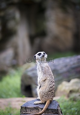 獴,meercat,scharrtier