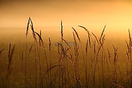 芦苇,草,雾