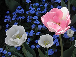 鮮花,顏色,春天