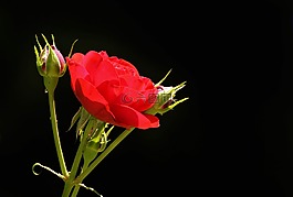 玫瑰,芽,開花