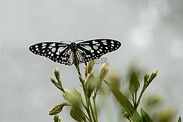 蝴蝶,昆蟲,關(guān)閉