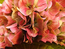 八仙花,鲍尔绣球花,秋季