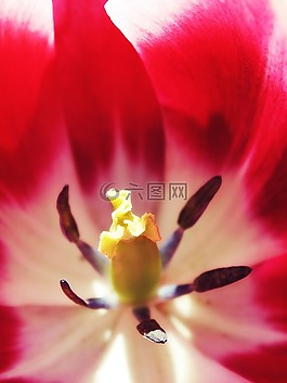 郁金香,灌木,紅色