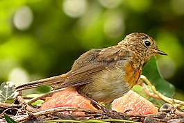 鸟,罗宾,erithacus rubecula