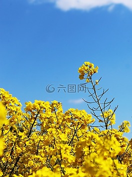 油菜,油菜籽場(chǎng),作物