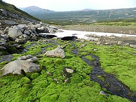山区的苔原,山,范围