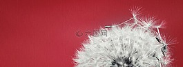 蒲公英,指出花,花