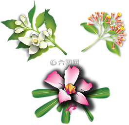 花,盛開,開花