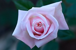 玫瑰,園藝,粉紅色
