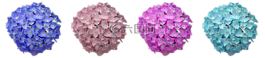 八仙花,花,繡球花